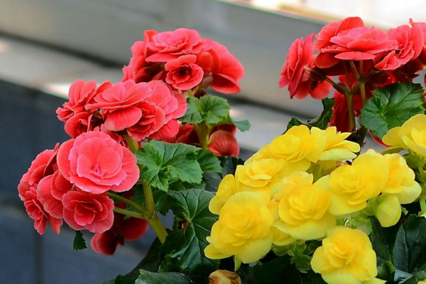玫瑰海棠花的养殖方法，控制温度并保证光照充足