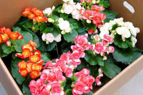 玫瑰海棠花的养殖方法，控制温度并保证光照充足