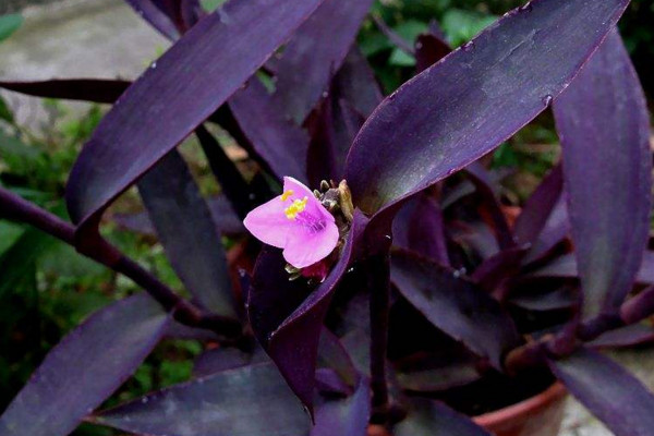 紫鸭跖草怎么养，肥沃的土壤以及充足的光照