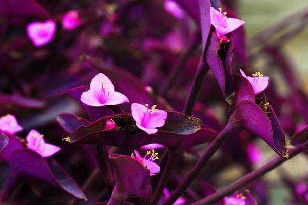 紫鸭跖草怎么养，肥沃的土壤以及充足的光照