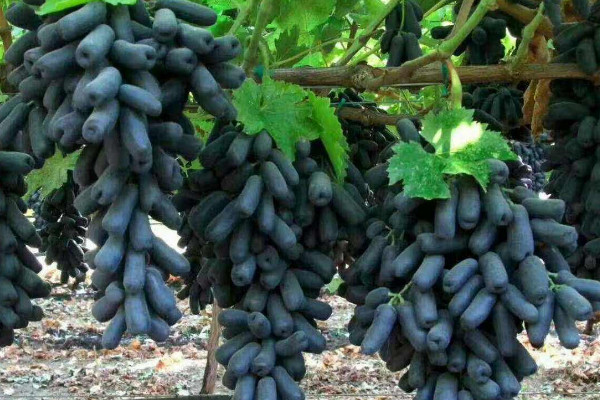 蓝宝石葡萄如何种植，栽培到有机质营养丰富的土壤内