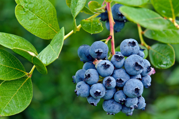 蓝莓什么季节成熟，夏季7~8月份成熟