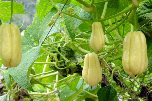 佛手瓜怎么繁殖，主要有裸种繁殖、整瓜繁殖两种方法