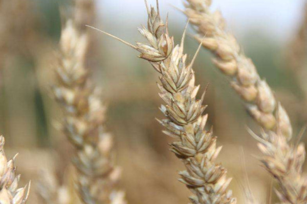 冬小麦和春小麦的区别，种植时间/区域/口感等不同