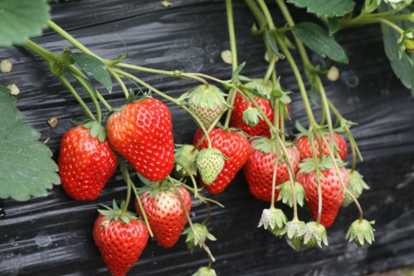 草莓的养殖方法和注意事项，喜温凉、光照充足的环境