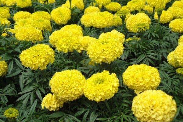 万寿菊种植方法，春秋季种植成活率最高