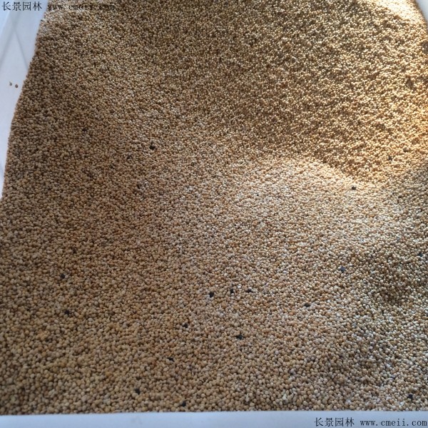小米种子图片