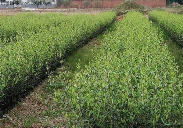 橄榄种子发芽出苗图片