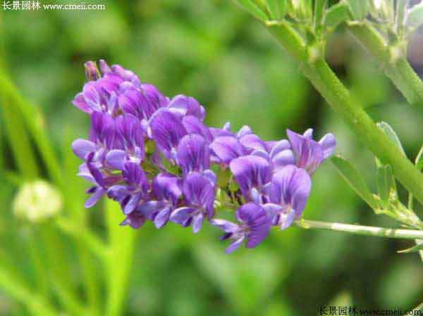 紫花苜蓿种子图片