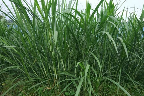皇竹草种子图片