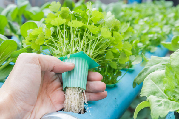 水培蔬菜如何育苗