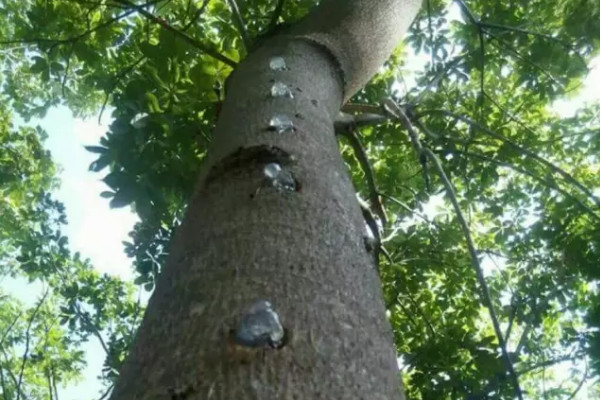 雪燕树种植条件