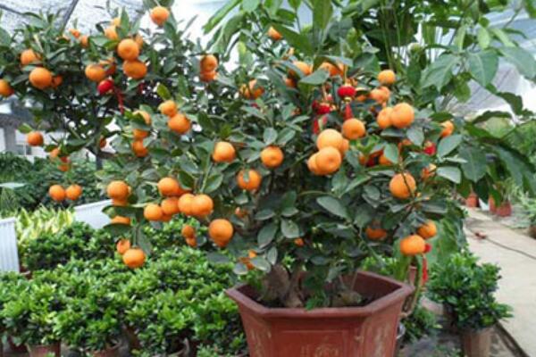 金枣树能在室内养殖吗
