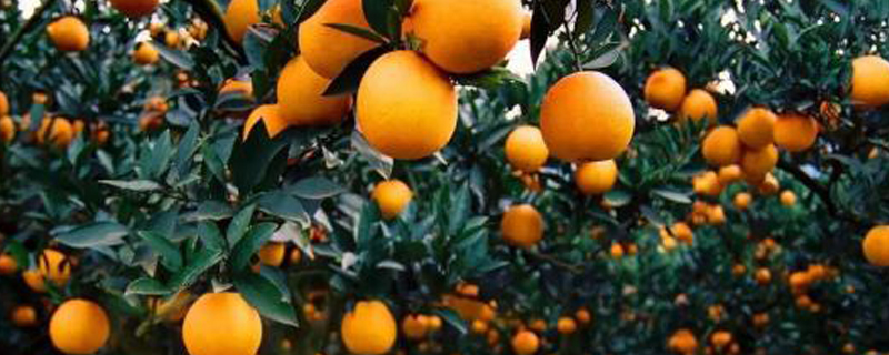 橘子树几年开花结果