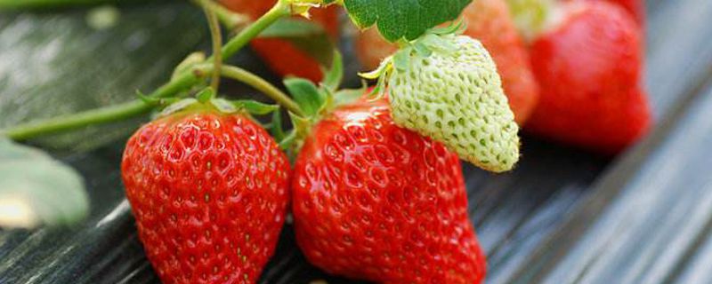 草莓种子多久发芽