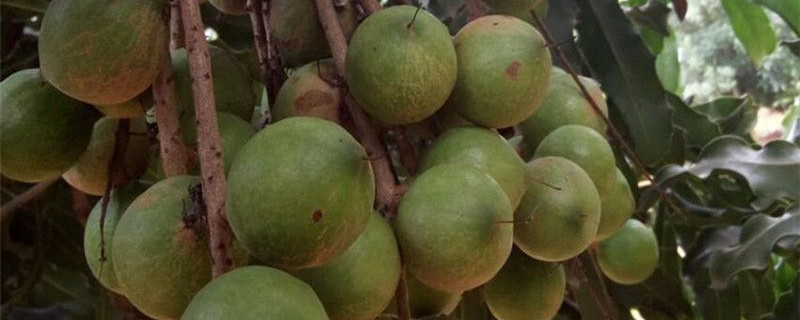 夏威夷果树怎么种植