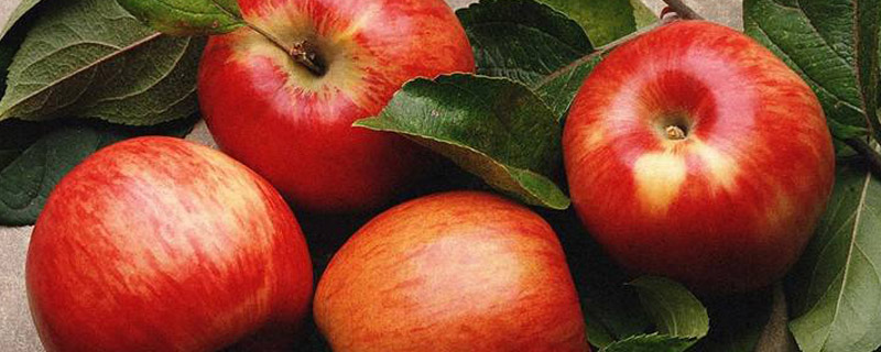 苹果是秋天成熟的吗