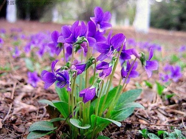紫花地丁种子发芽出苗开花图片