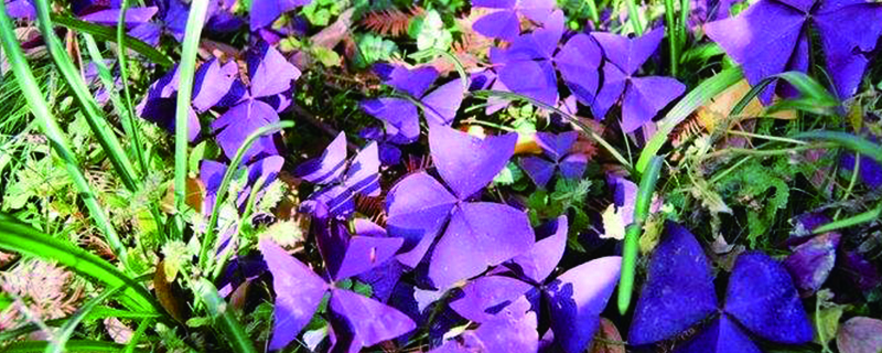 紫叶榨浆草几天浇一次水