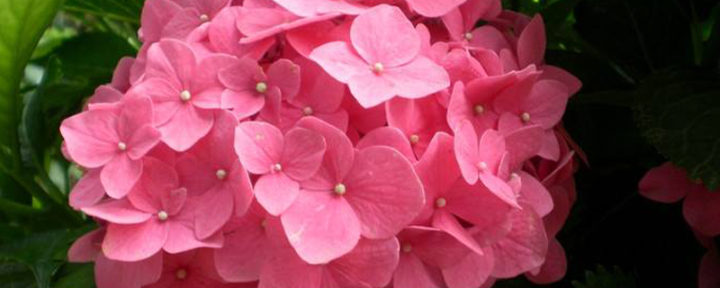 粉红色绣球花语