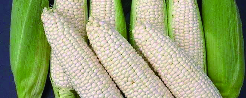 玉米是什么植物