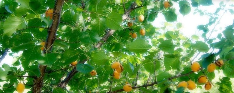 杏子树怎么剪枝