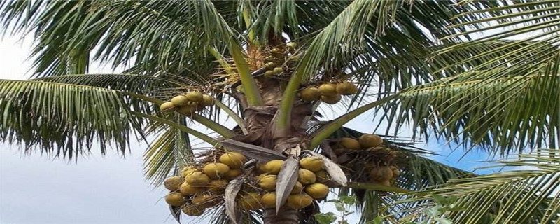 椰子树的介绍