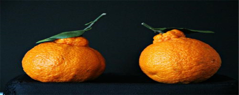 丑橘种植条件及气候