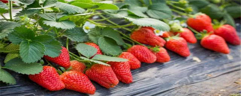 草莓结果期施什么肥