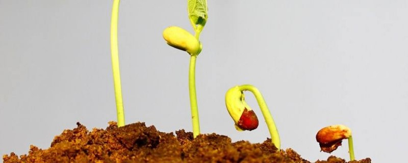 植物发芽生长的过程