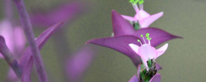 紫色叶子的花