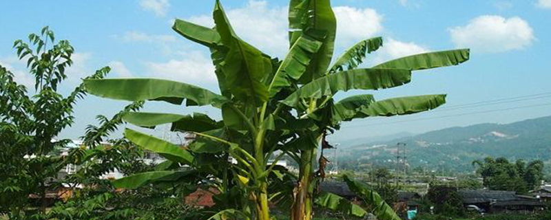 芭蕉树的外形特征